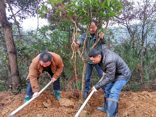 農(nóng)機(jī)局局長傅斌克（中）正在扶正樹苗.jpg