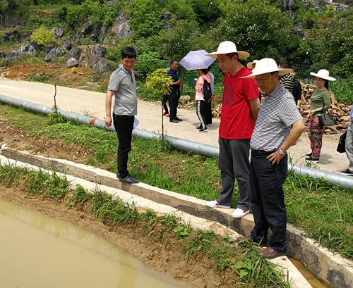 圖為蘇立（右二）、李建設(shè)（右一）在察看稻田養(yǎng)魚(yú)產(chǎn)業(yè).jpg